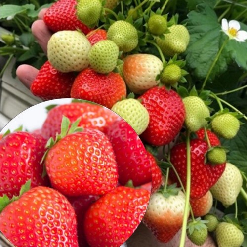 Fragaria x ananassa 'Sonsation' - Aedmaasikas 'Sonsation' P11/0,75L